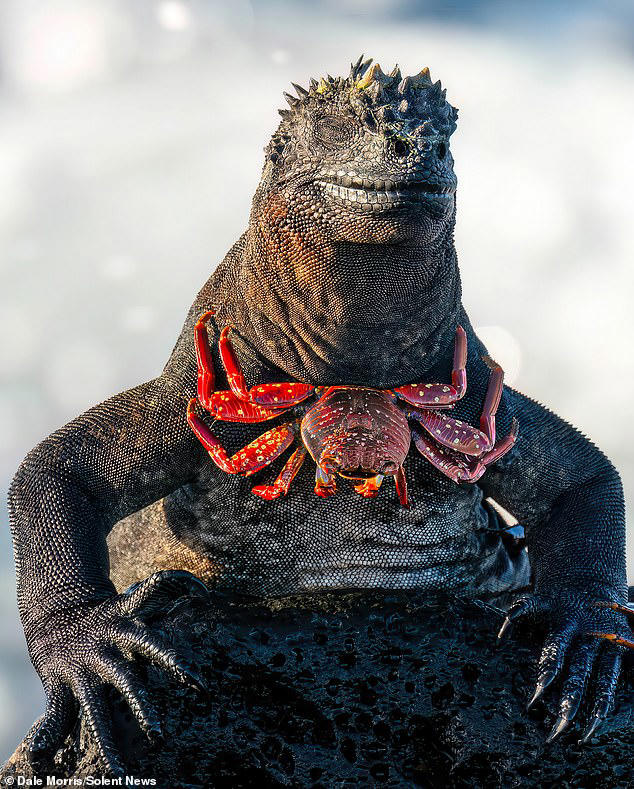 Sight of the iguana: Lizard cuts a dash and strikes a pose wearing a ...