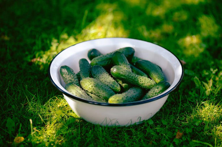 Gardeners urged to leave cucumbers in gardens this month