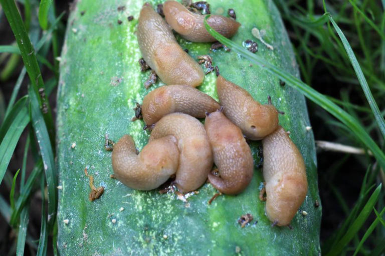 Gardeners urged to leave cucumbers in gardens this month