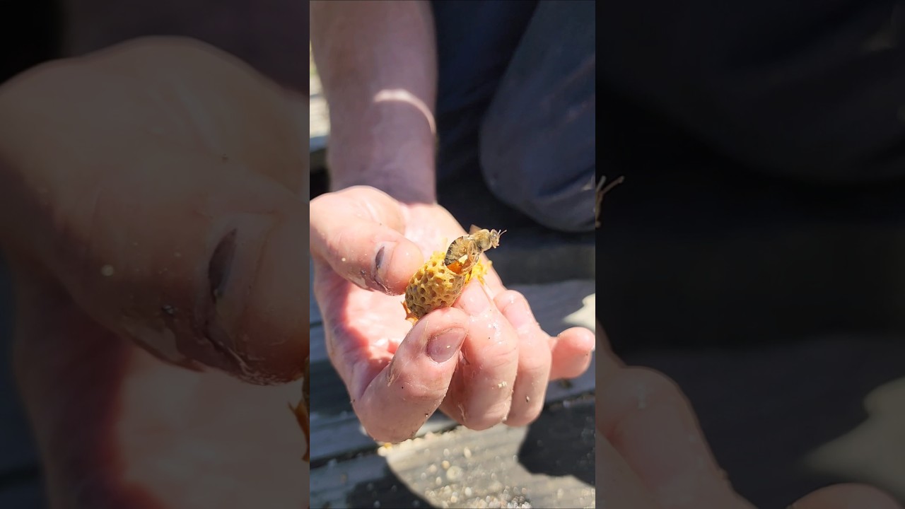 Birth of a queen bee!