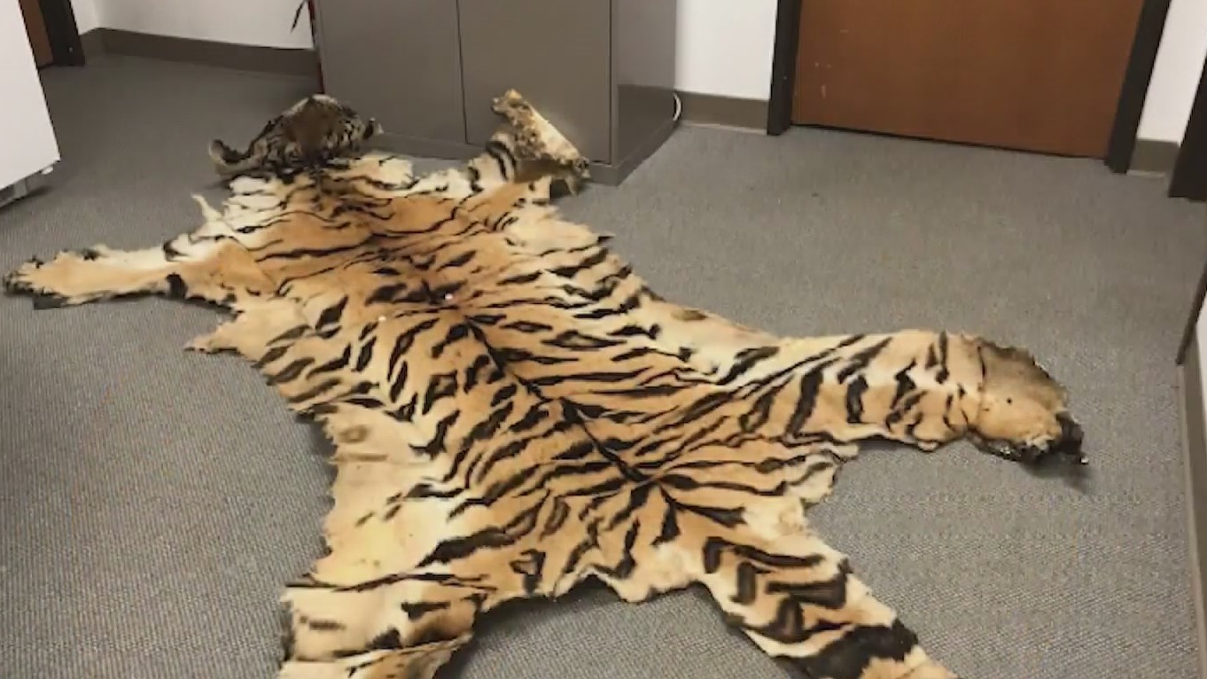 Lion, tiger and bear parts: Couple sentenced for trafficking wildlife ...