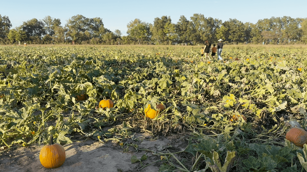 Mayflower pumpkin patch welcomes generations of families for fall fun