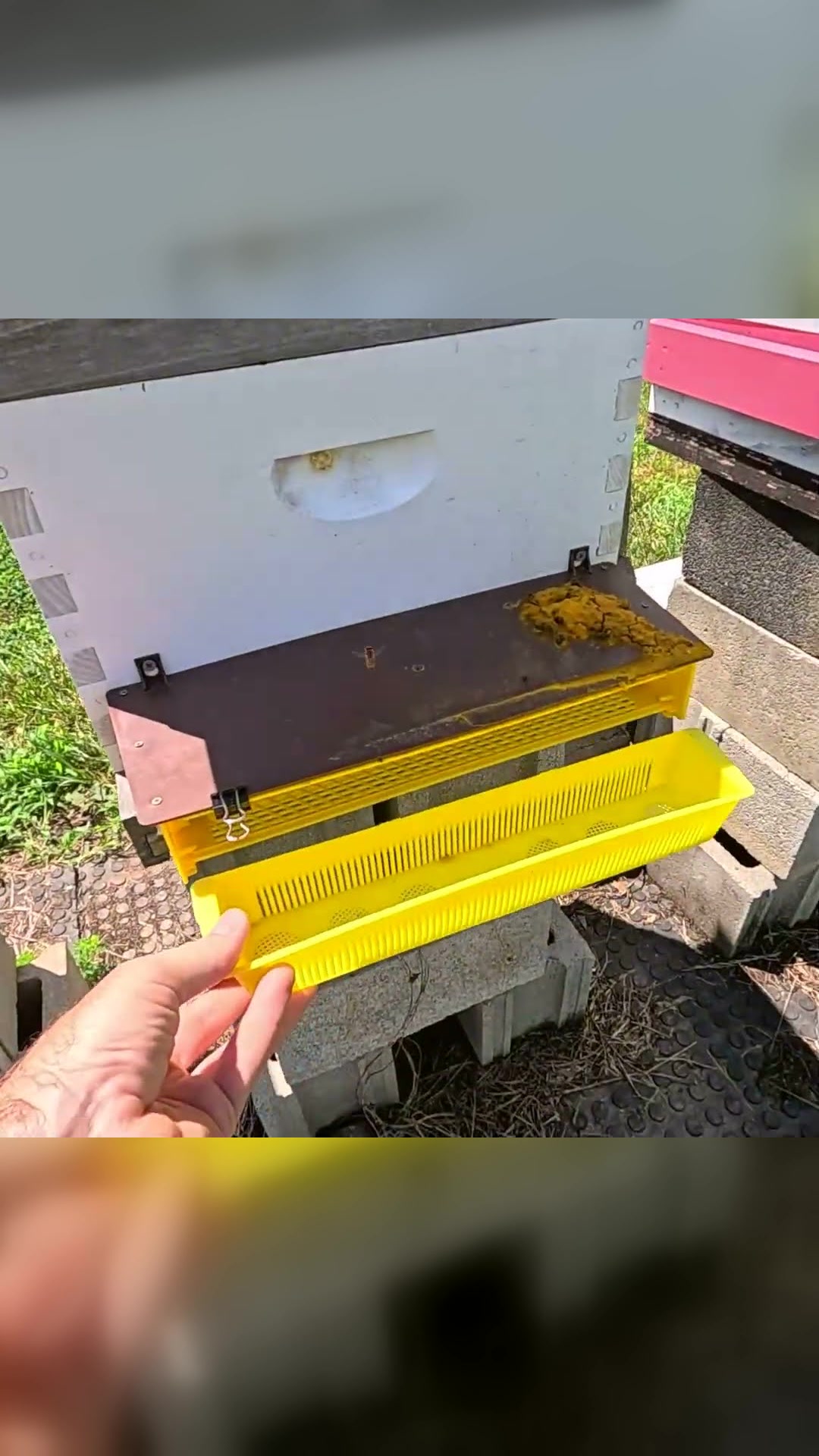 Harvesting bee pollen... buyer beware, do not buy this!