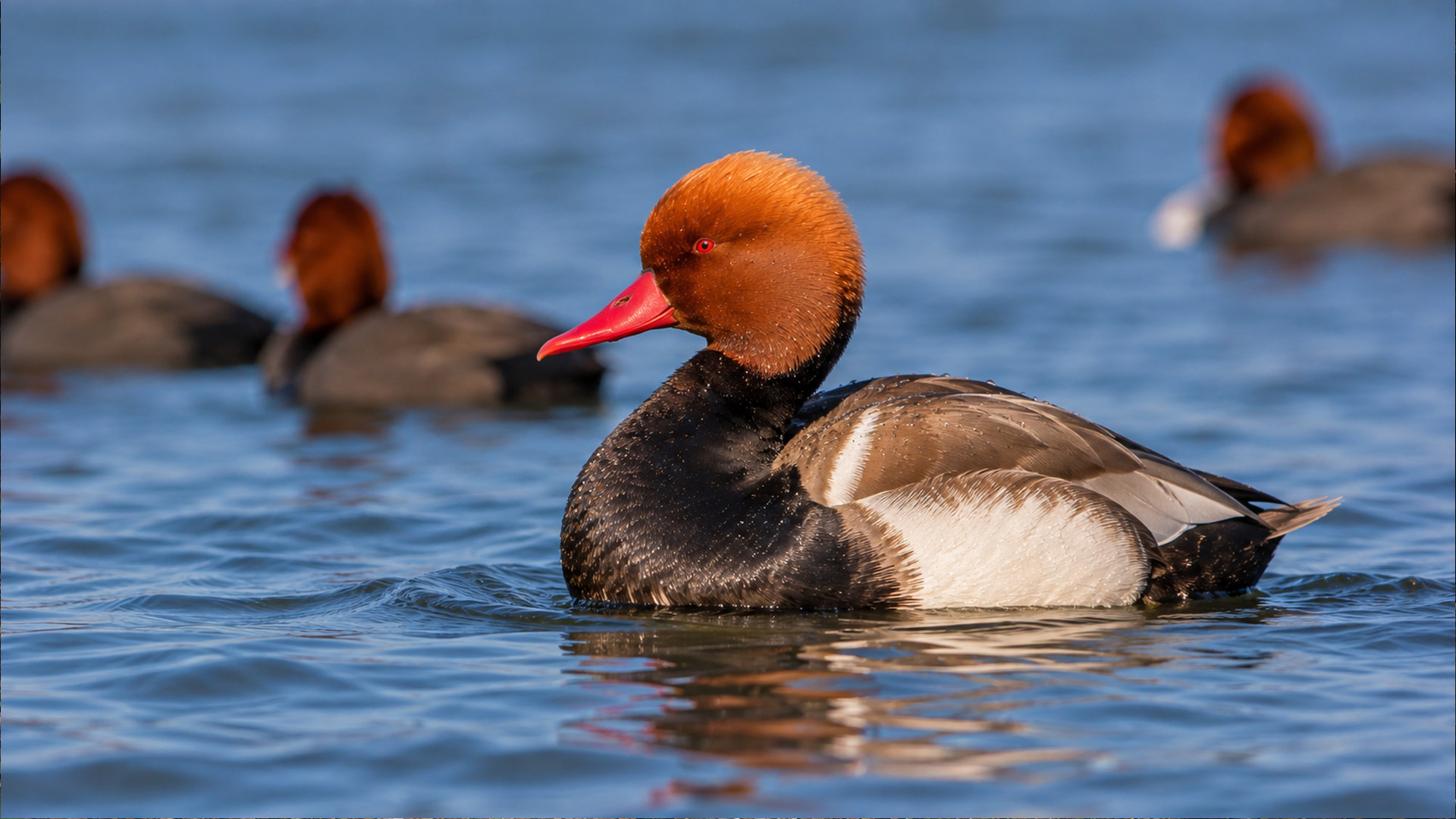 A camera watched this open water until red crested pochards drifted in