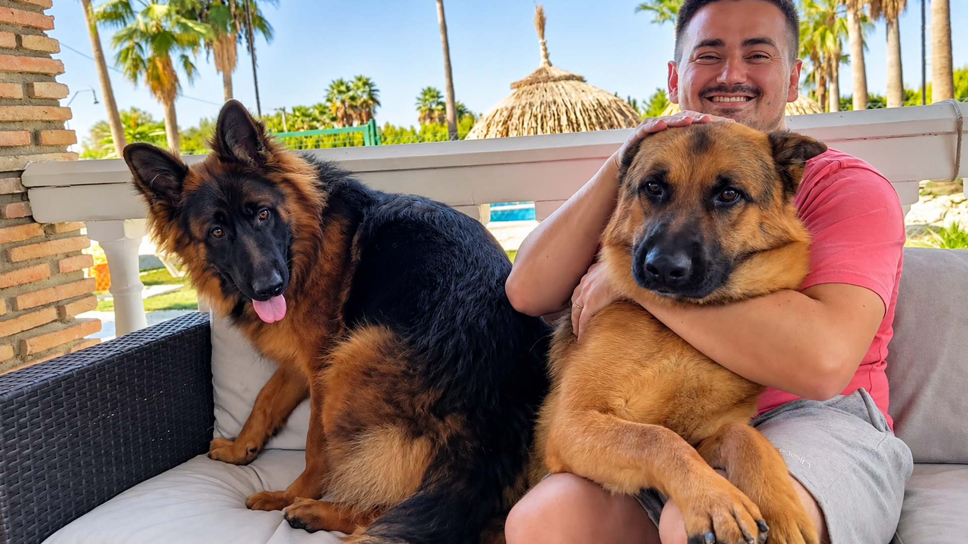 Duitse herderspuppy onderbreekt elke knuffel met de andere hond