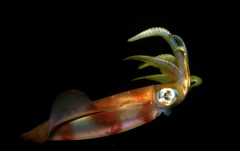 Squid skin secrets inspire human hearing research