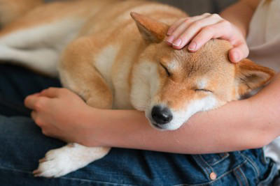 犬の『震えが止まらない』原因5つ 寒いだけじゃない？病気の可能性まで解説