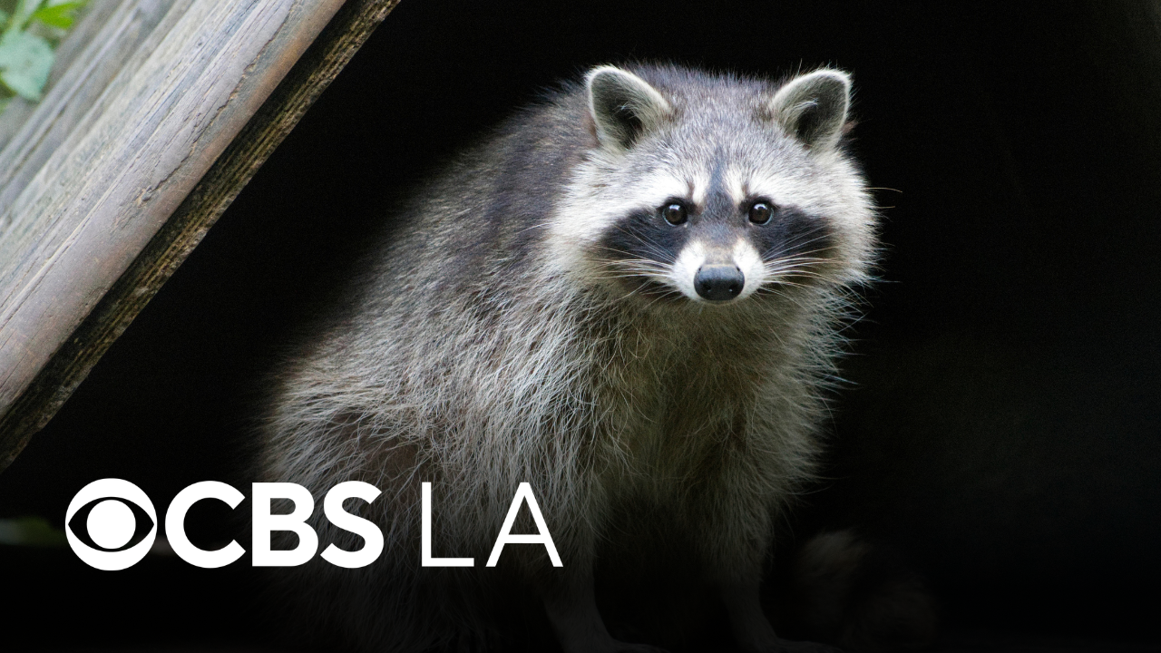 2nd rabid raccoon case detected in LA County