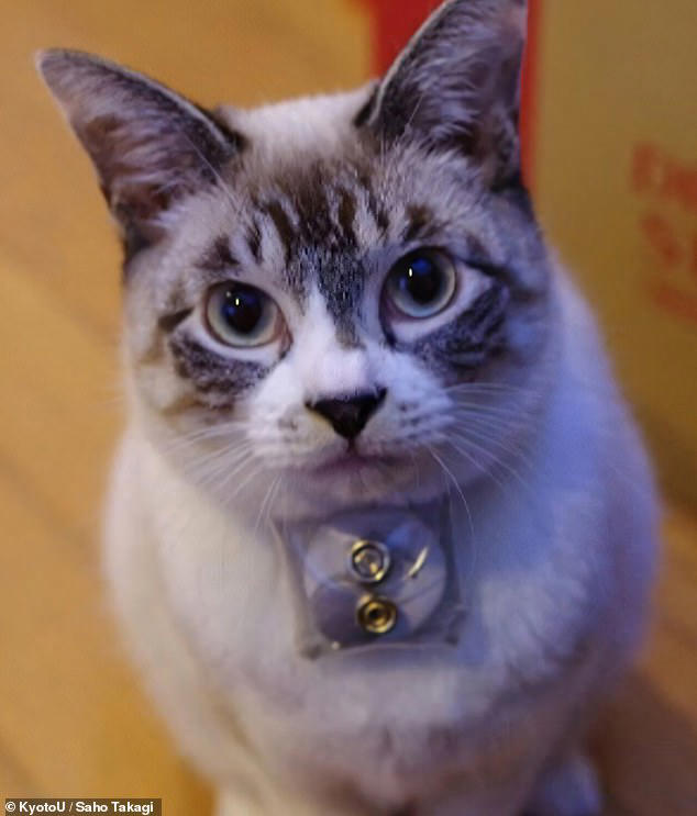 Pet owners who spend more time close to their cats are happier, study finds