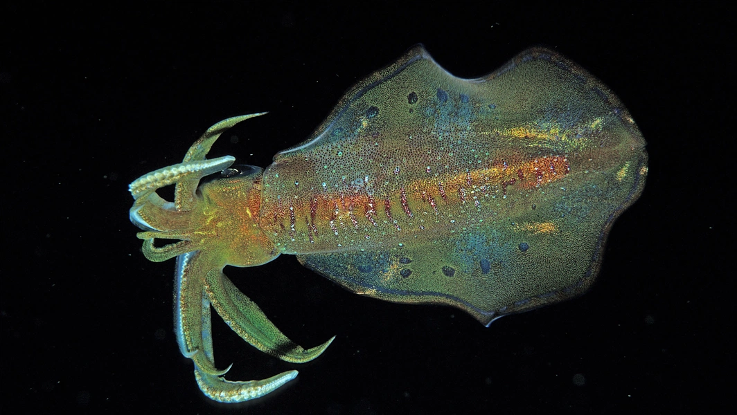 Squid skin secrets inspire human hearing research