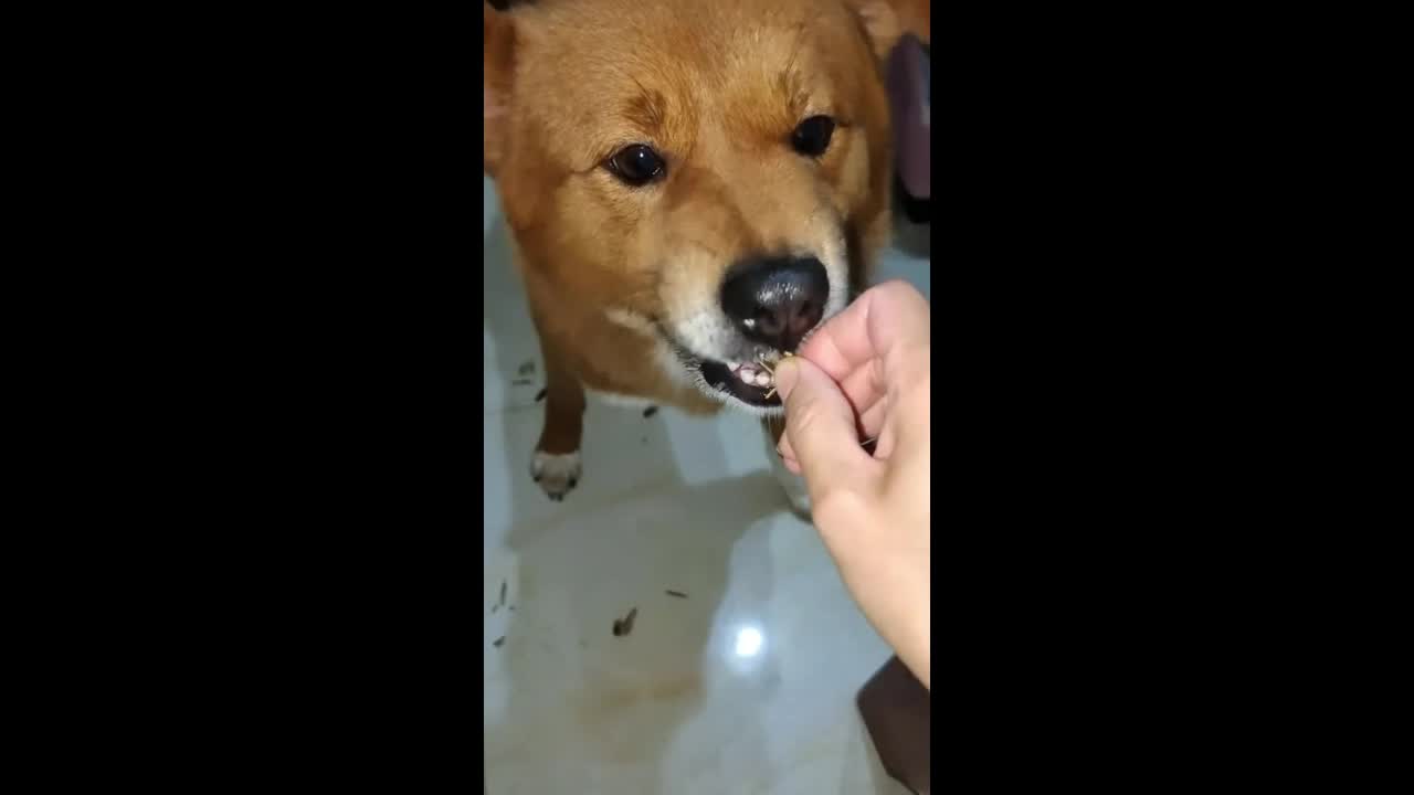 Dog carefully removes sunflower seed shells before eating them in ...