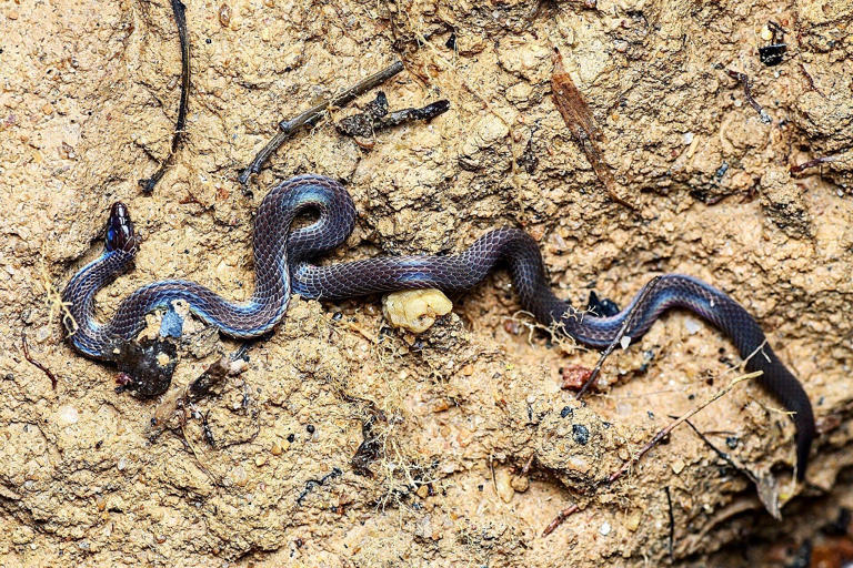 Tiny Borneo snakes cartwheel away from danger at 12 feet a second