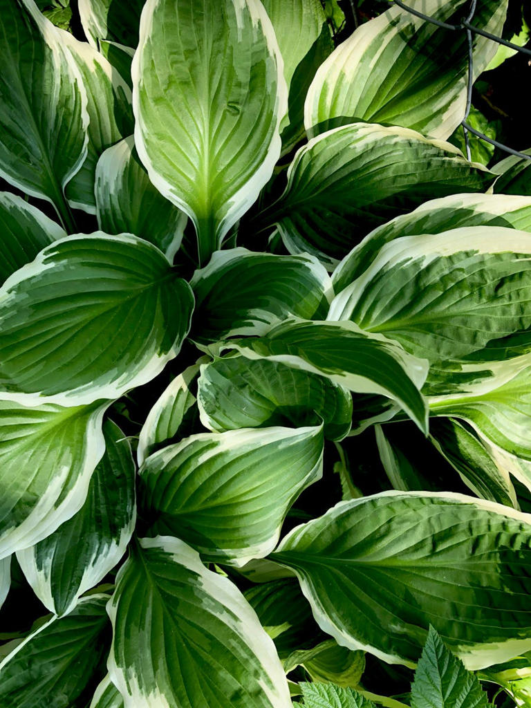 What to do with hostas in October: 3 easy things to do now to prevent ...