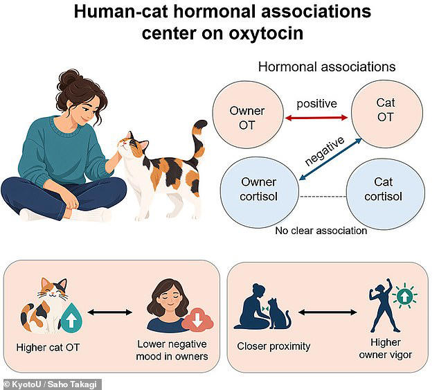 Pet owners who spend more time close to their cats are happier, study finds