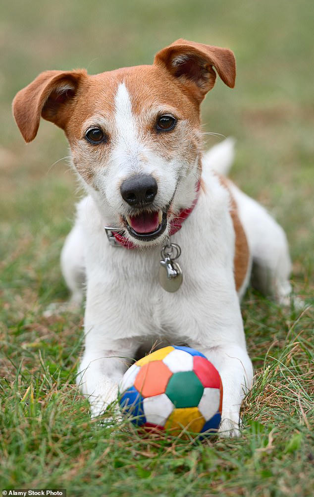 Professional dog trainer reveals how to pick the right breed for you ...