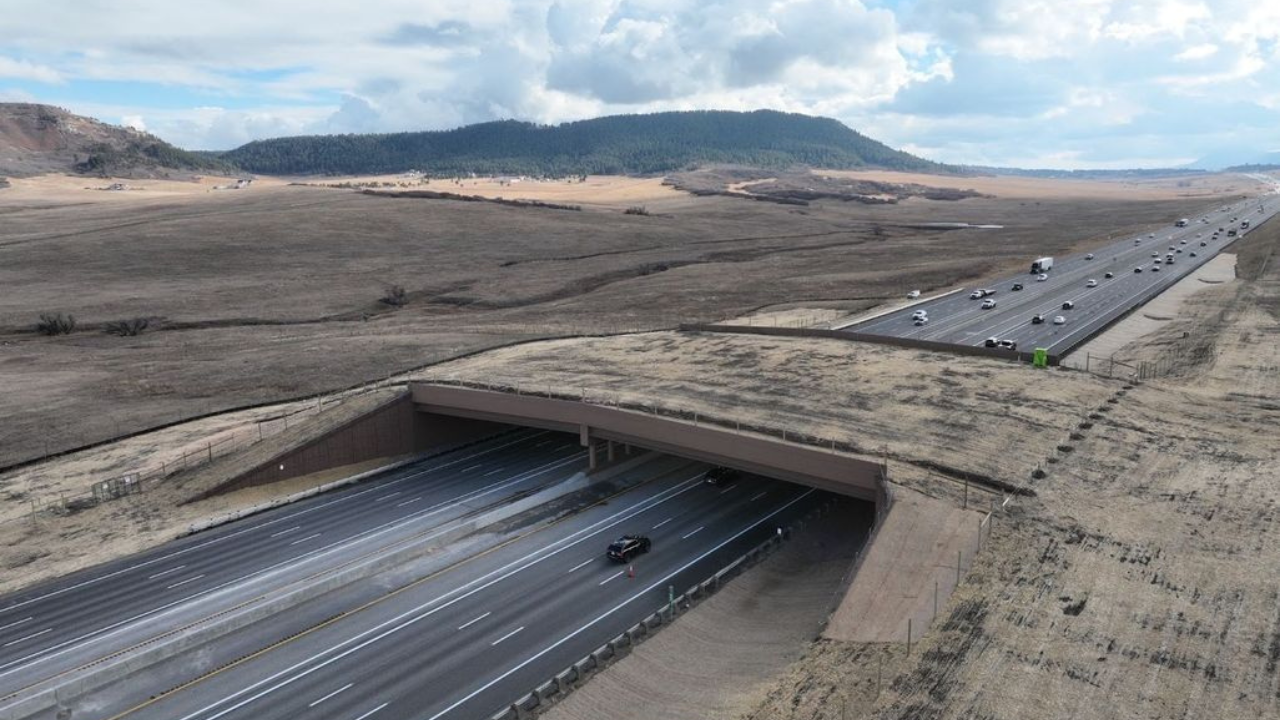 Colorado's green wildlife bridge helps cut highway collisions by 91%