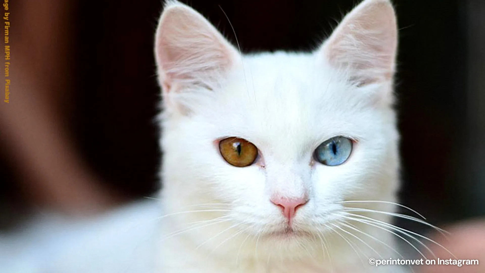 Cats with two different colored eyes have a fascinating history
