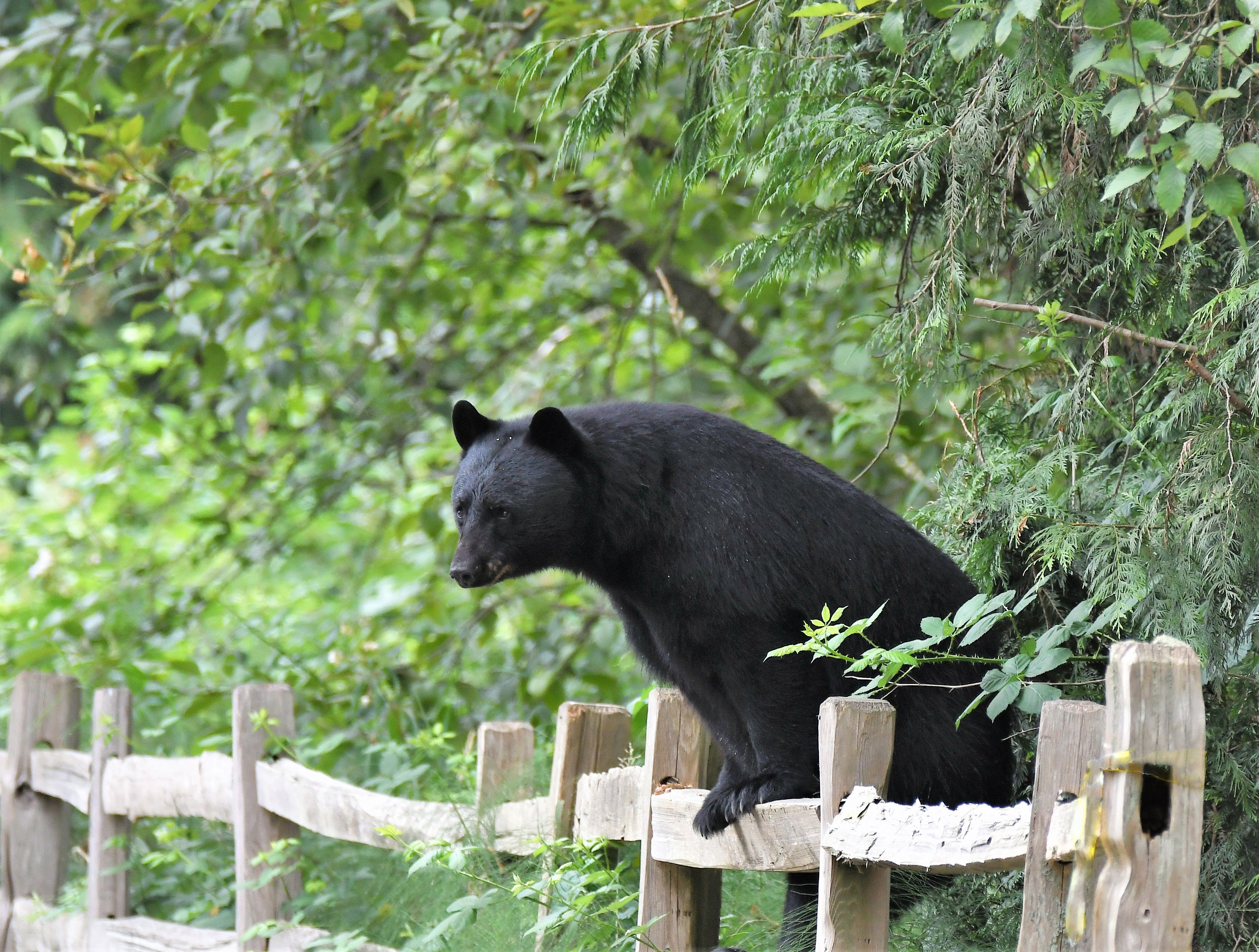 Bear caught raiding bird feeder as wildlife rescue shares fall warning