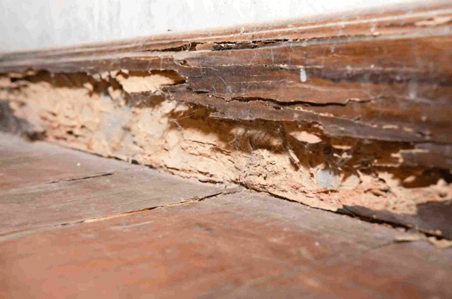 Early signs of termites: Are termites eating your wooden door? Note ...