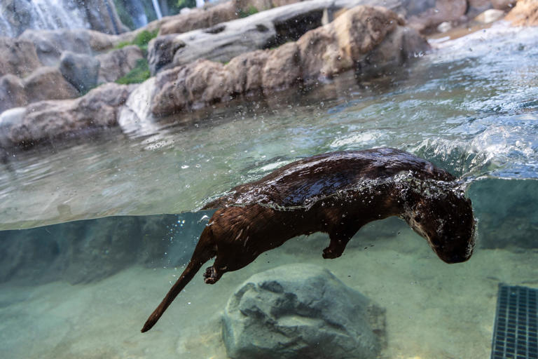 Kent County zoo, museum tax is up for 10-year renewal. What voters ...