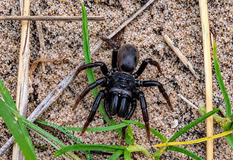 Mini tarantula spotted at Royal St George’s Golf Course in Sandwich