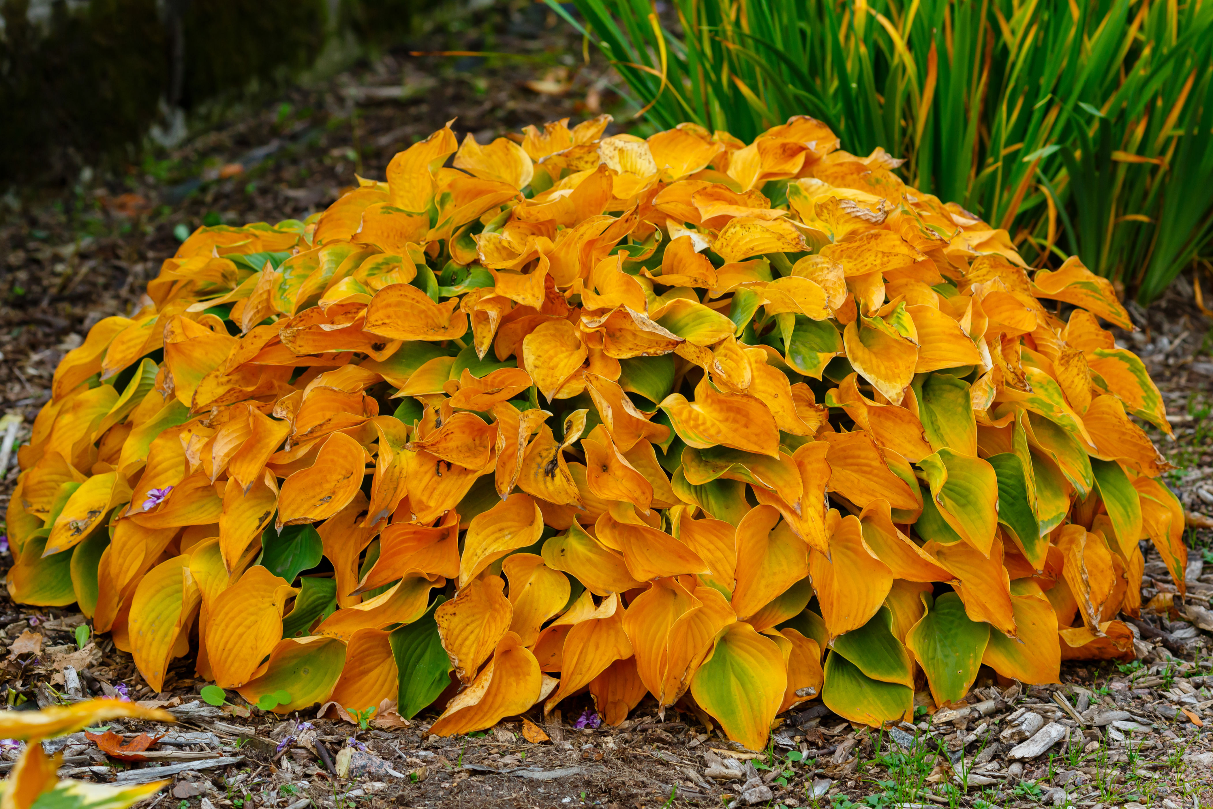 Hostas : faut-il les couper ou les laisser en place pour l’hiver