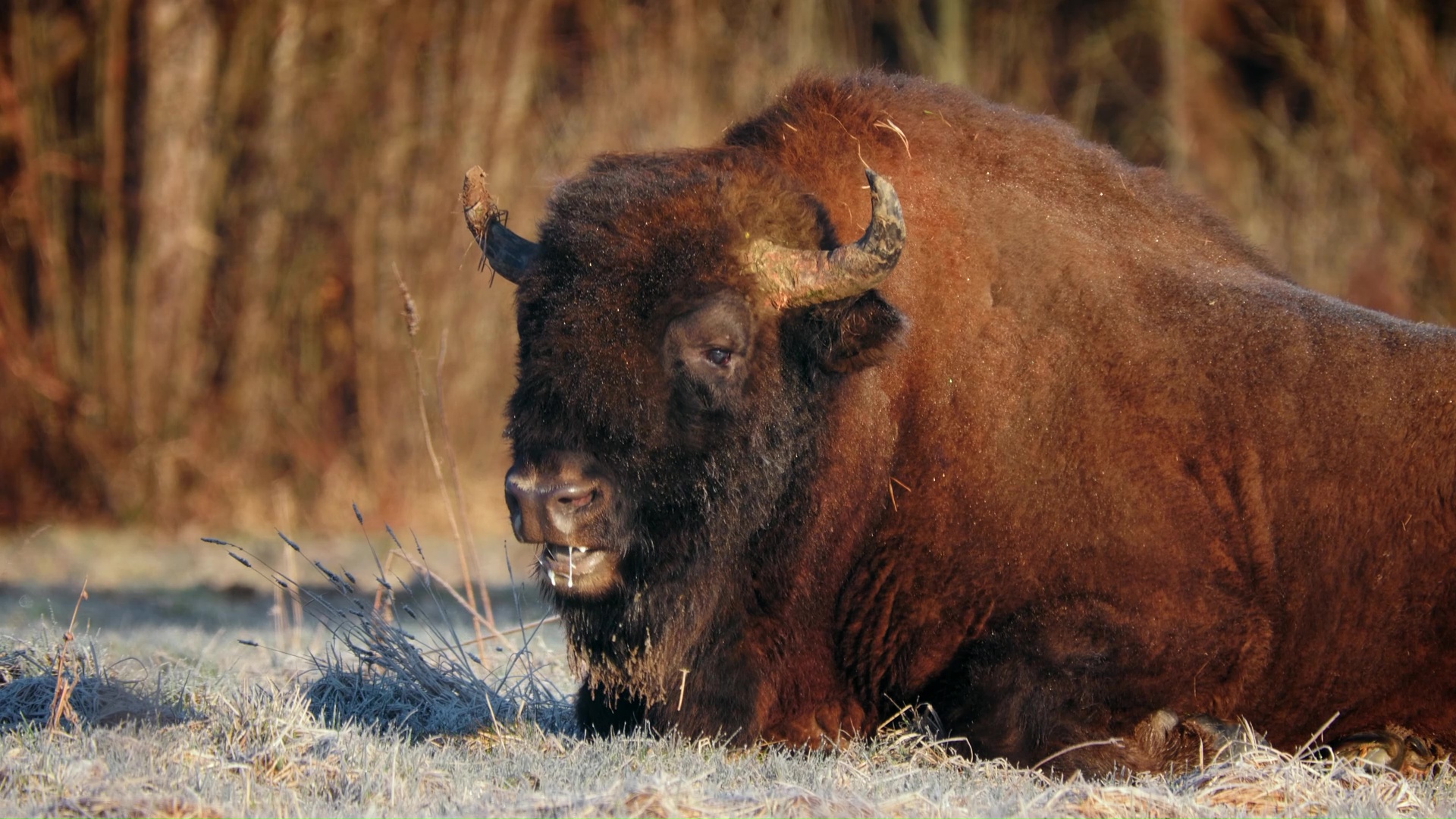 Momento raro de enorme bisonte relajándose bajo el sol