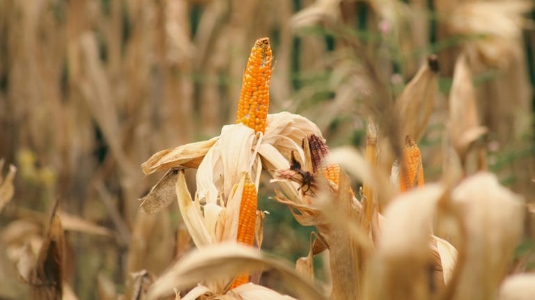 The Great Depression staple with roots in Native American cooking