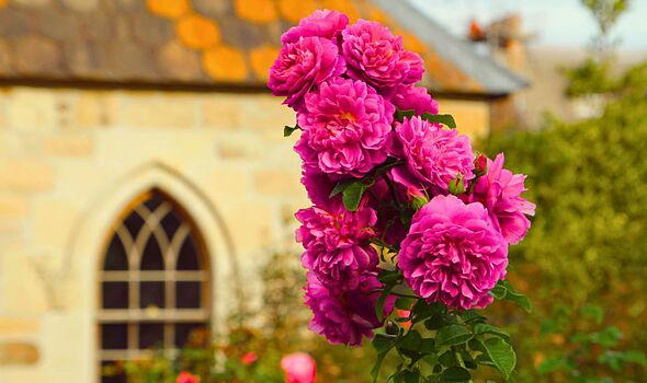 Roses will stay healthy in rainy weather if sprayed with a common ...