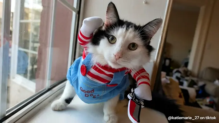 This divine cat dispenses blessings instead of bites like a very good boy