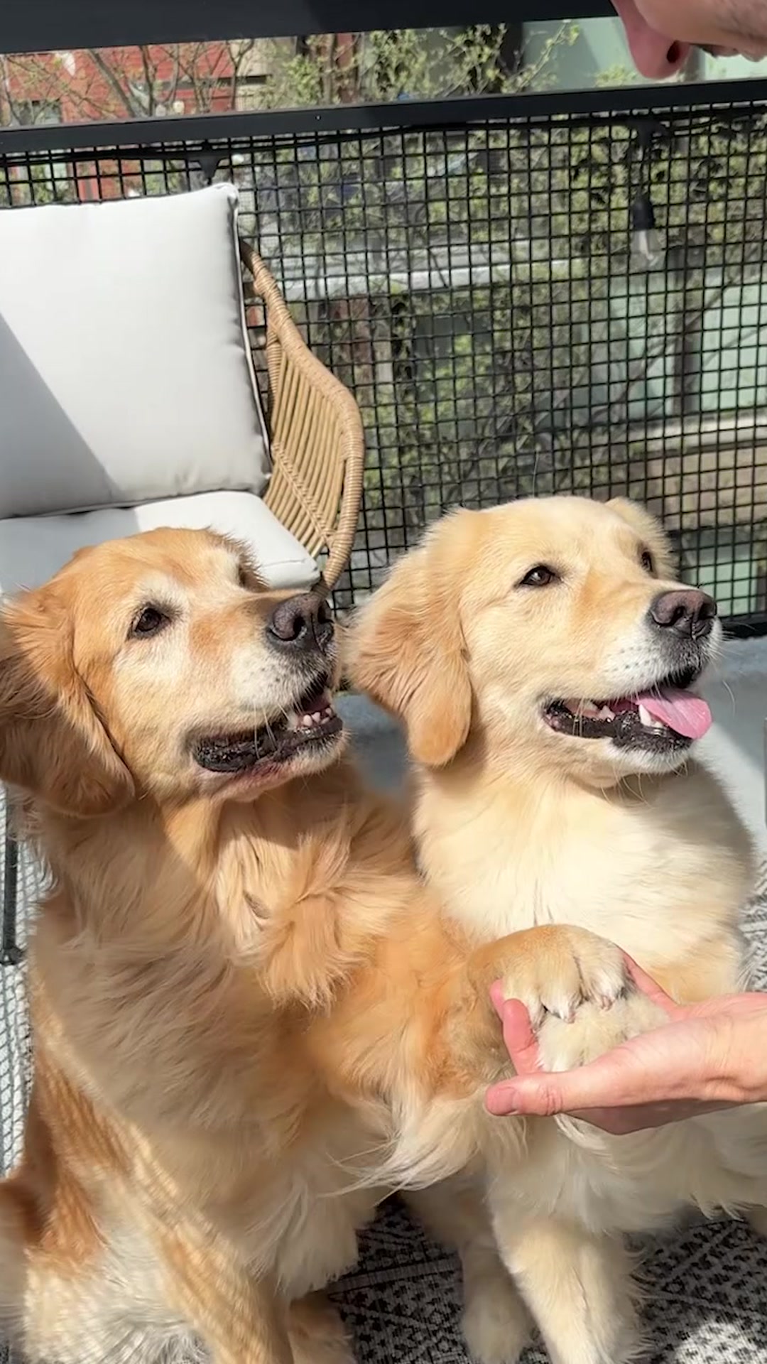 Getting a second golden retriever turned out to be the best decision ever