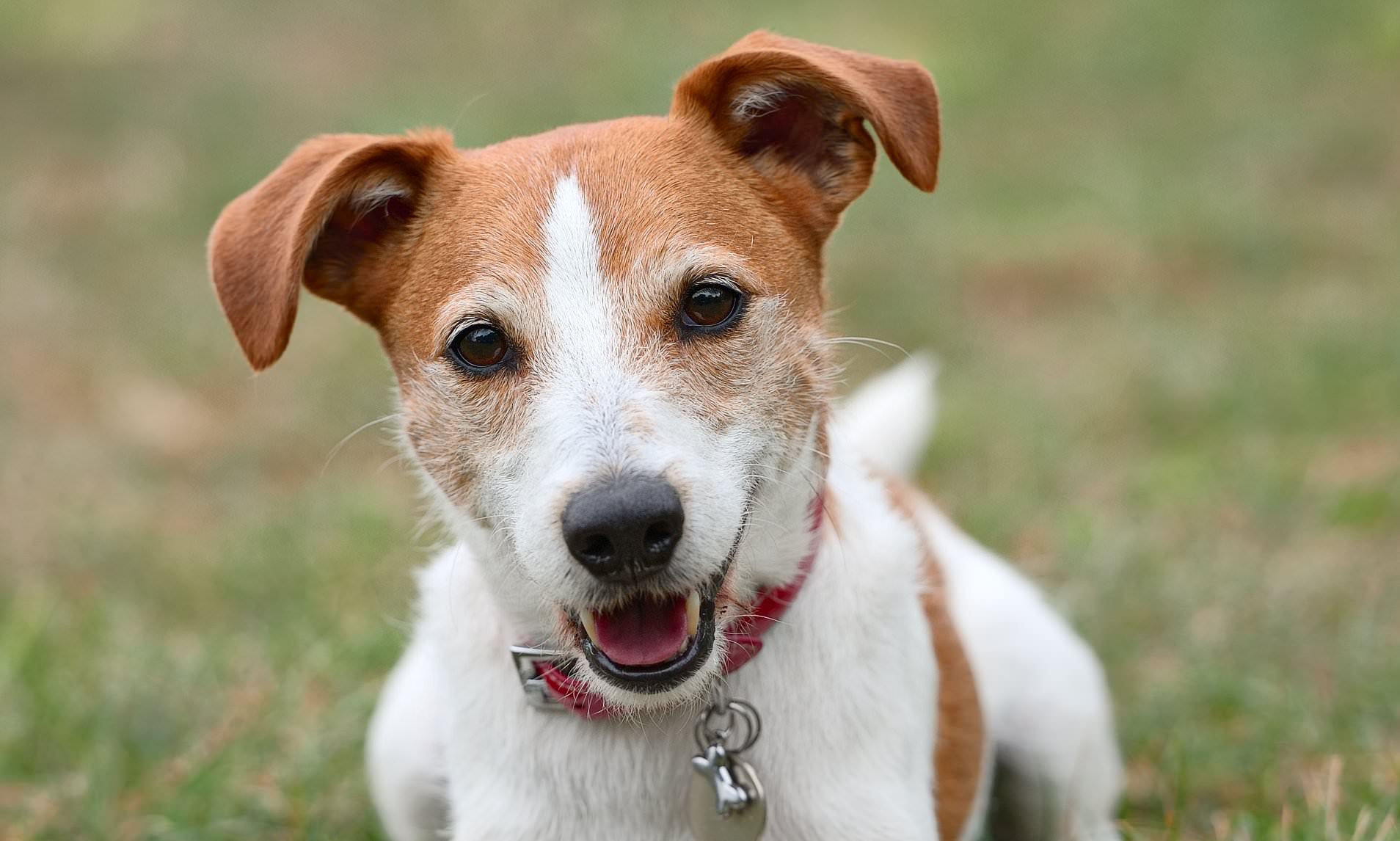 Professional dog trainer reveals how to pick the right breed for you ...