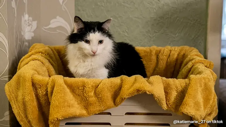 This divine cat dispenses blessings instead of bites like a very good boy