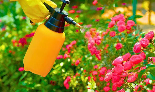 Roses will stay healthy in rainy weather if sprayed with a common ...