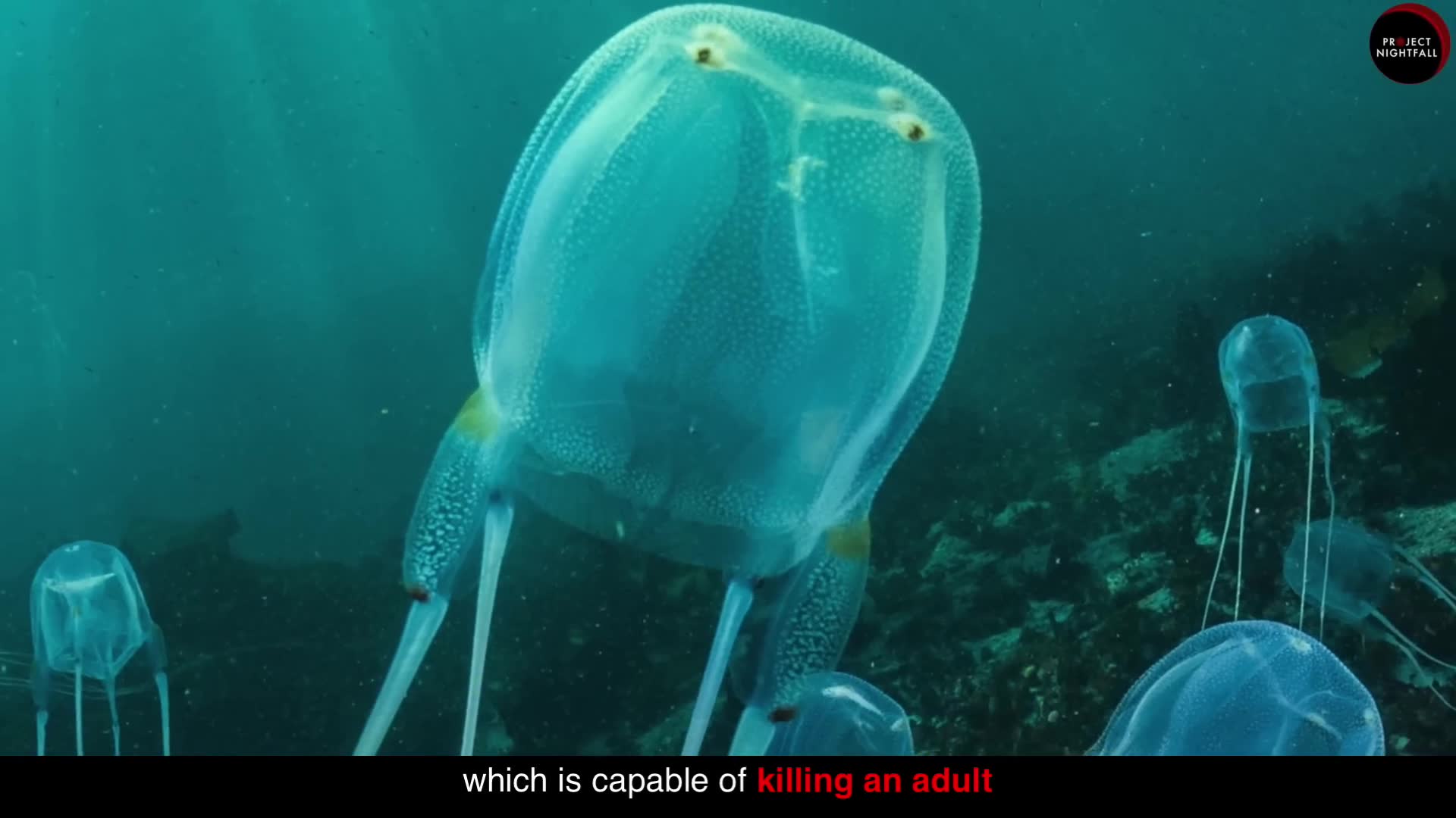 The world's only immortal animal can turn back its own life cycle, and ...
