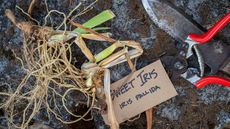 The very best timing for dividing perennials in fall