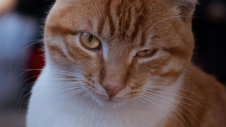 What a cat's slow blink means, according to animal behavior researchers