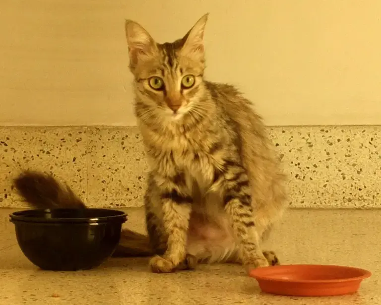 What a cat's slow blink means, according to animal behavior researchers