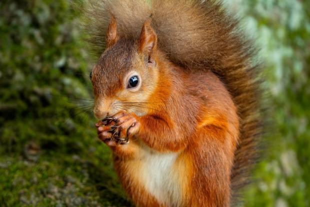 Pause for paws!— much-loved Isle of Wight red squirrels caught on camera