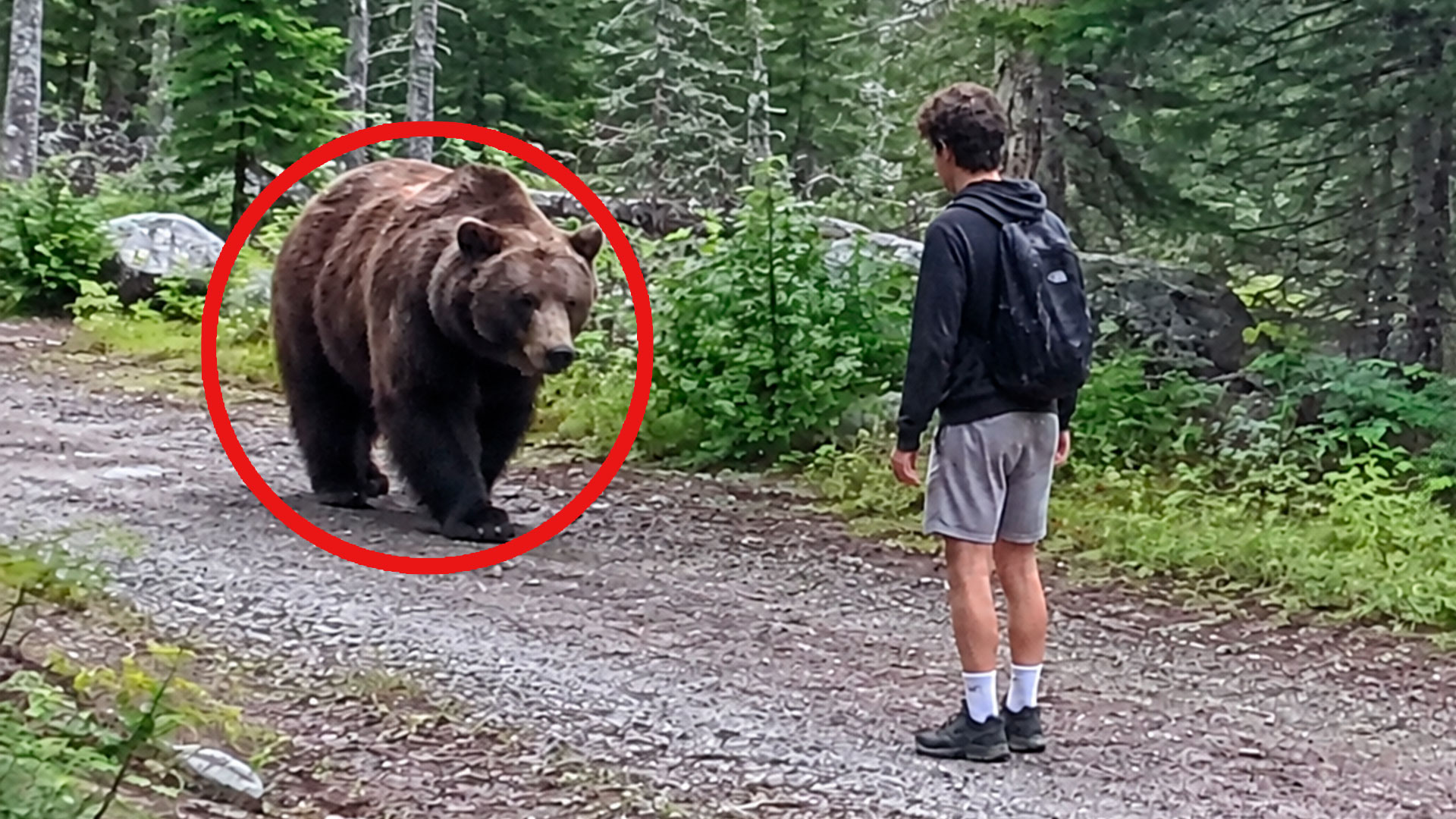 The most terrifying bear attacks in history