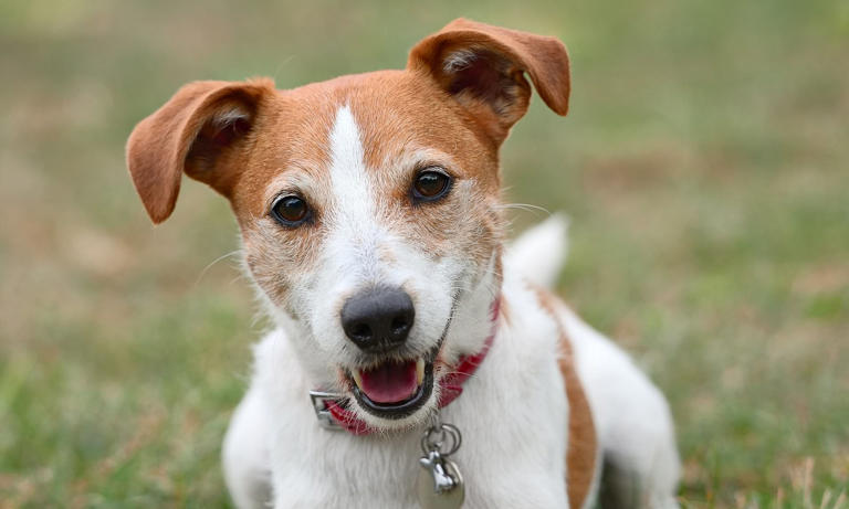 Professional dog trainer reveals how to pick the right breed for you ...