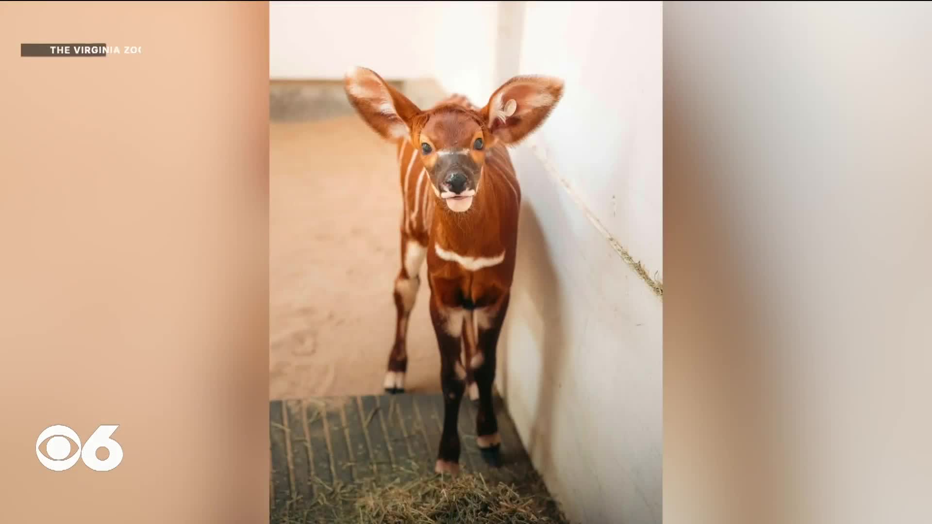 Virginia Zoo welcomes baby bongo calf