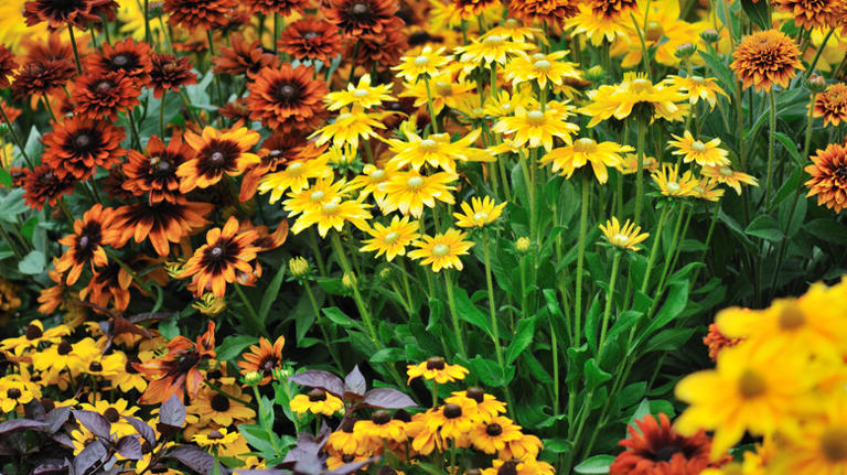 The very best timing for dividing perennials in fall