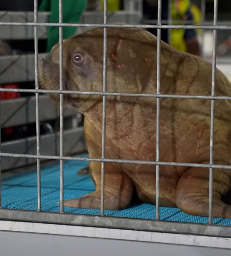 Orphaned Alaska walrus calf makes 4,000-mile journey to new home at ...
