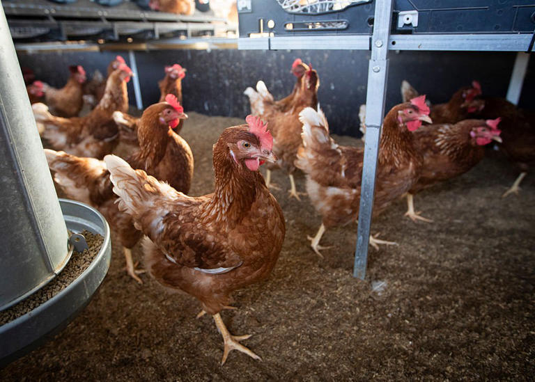 Fears of Christmas turkey shortage after bird flu outbreak leads to ...