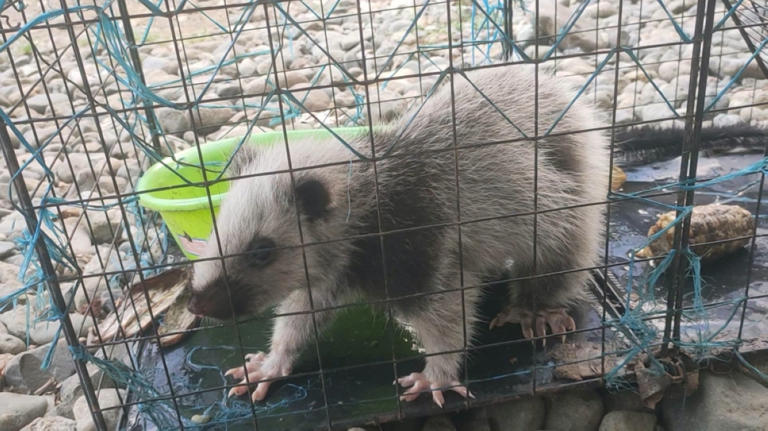 Endangered ‘kurimaong’ rescued in Cagayan