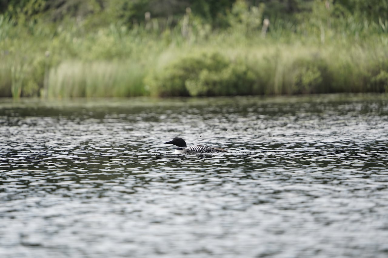 Why Canada’s common loon is in danger