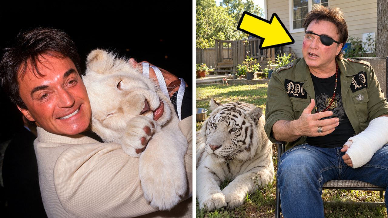 He Raised A White Tiger From Birth - 7 Years Later, The 380-Pound ...