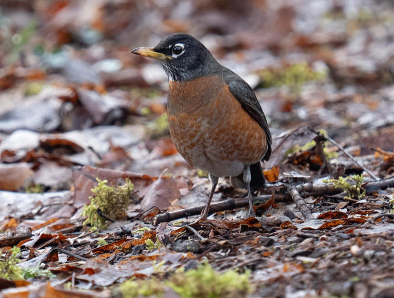 Fall leaf pickup starts soon in Lane County metro area