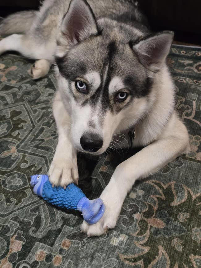 27 toys under $10 that'll keep your dog entertained